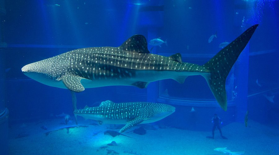Requin-baleine nageant dans le bassin principal de l’Osaka Aquarium Kaiyukan