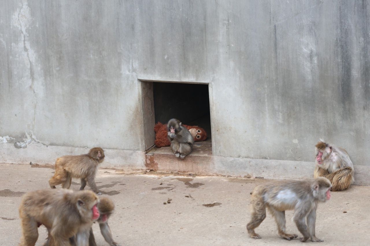 Ichikawa Zoo near Tokyo, home of Punch the viral baby monkey